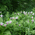 Thumbnail image for Valley of the Lady Slippers